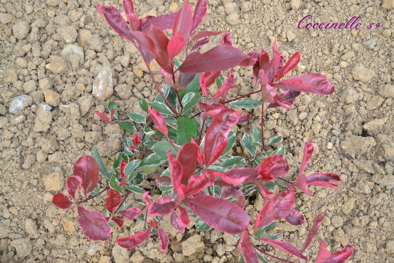 4 photinia red robin