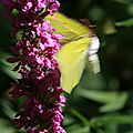 IMG_6174 - Copie