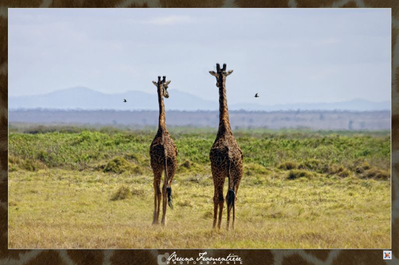 Girafe 4b