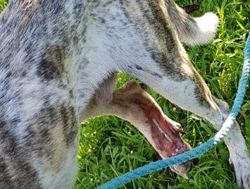 Tree Chien Pendu Par Sa Patte Arriere A Une Branche D Arbre Il Hurlait De Douleur Les Creoles Ont La Parole