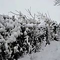 Taillis peignés de neige à Burgaronne...