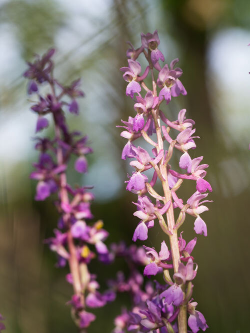 orchidée02