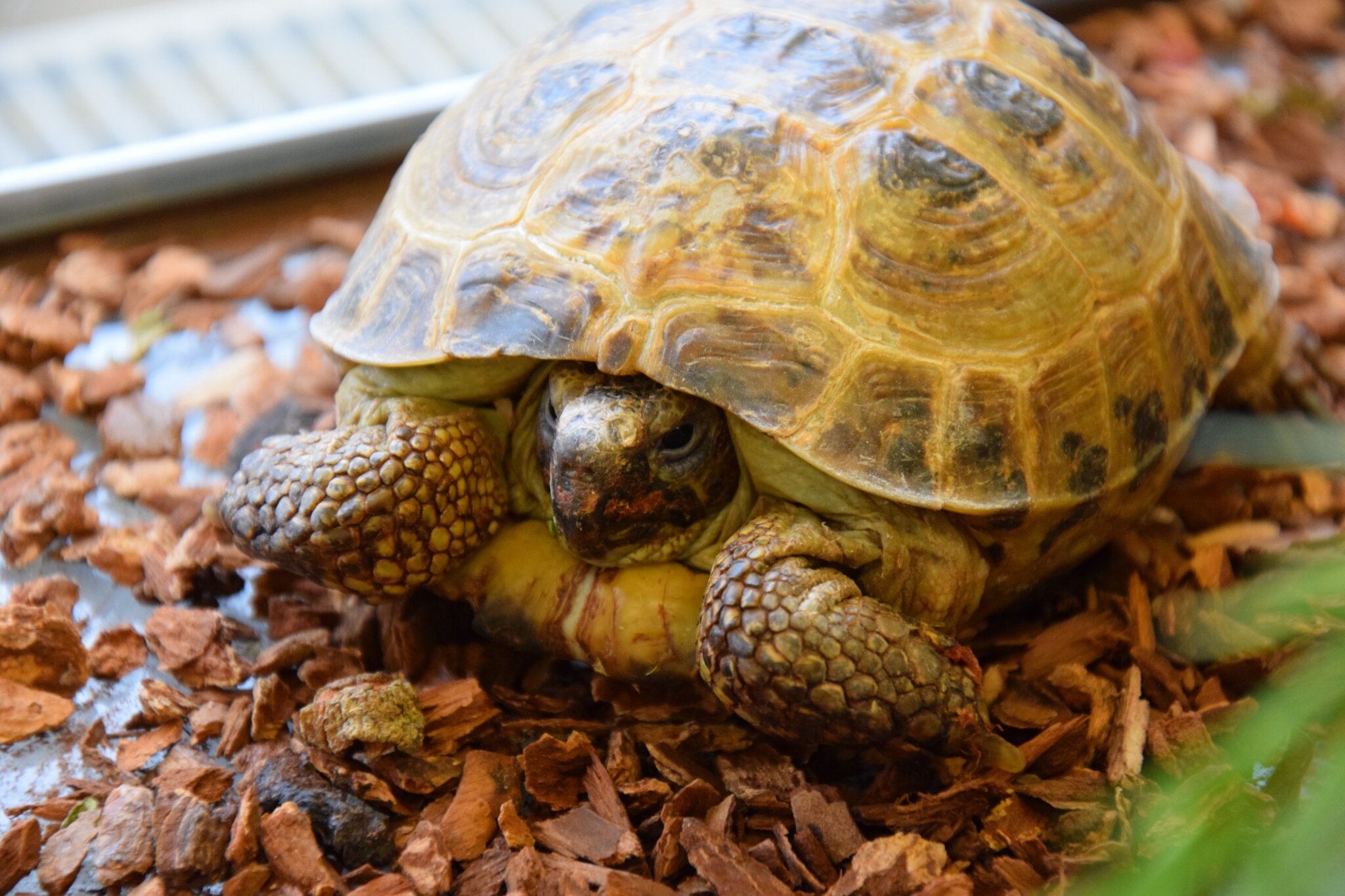 Tortue des steppes Animal News ara87