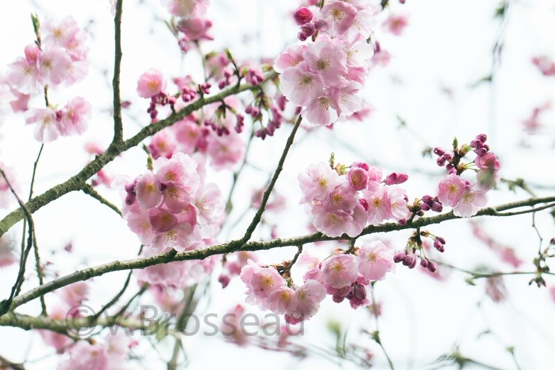 prunus-serrulata15-03