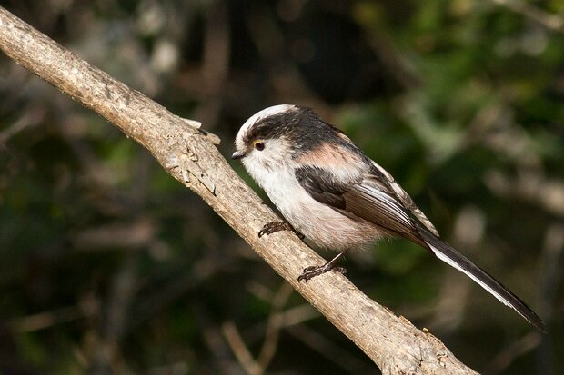 Nouveautés Photos Doiseaux