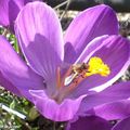 Le retour des abeilles annonciatrices du printemps 