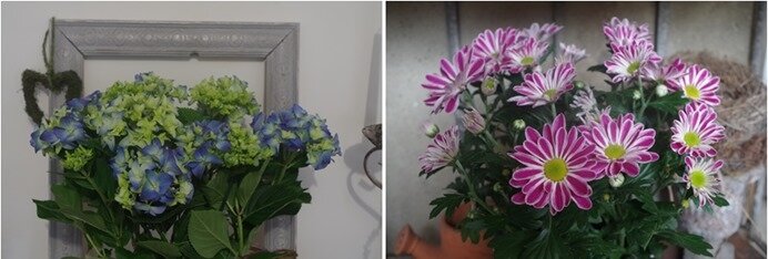 plantes
