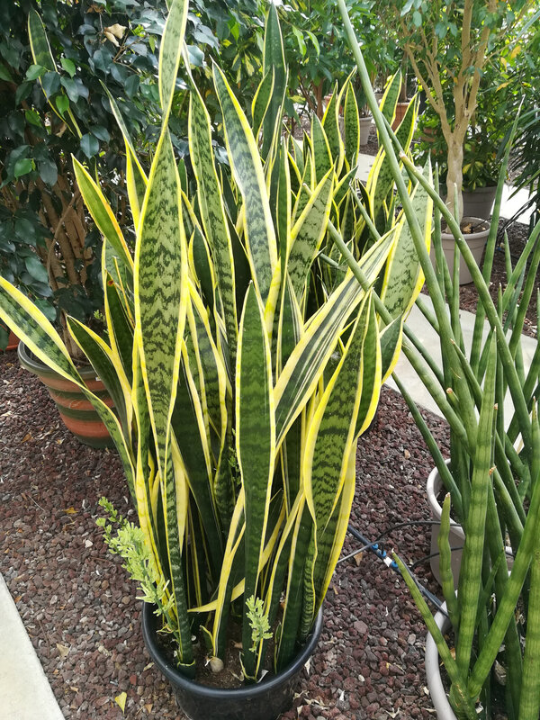 34 Sanceveria
