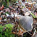 baer-15-10-14-08