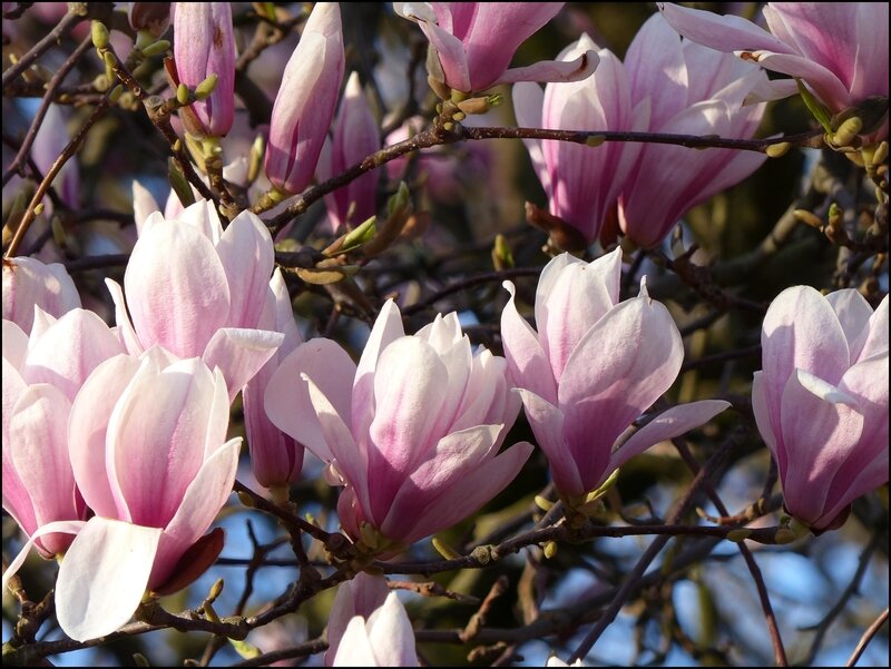 Beauté éphémère - Bonheur de fleurs