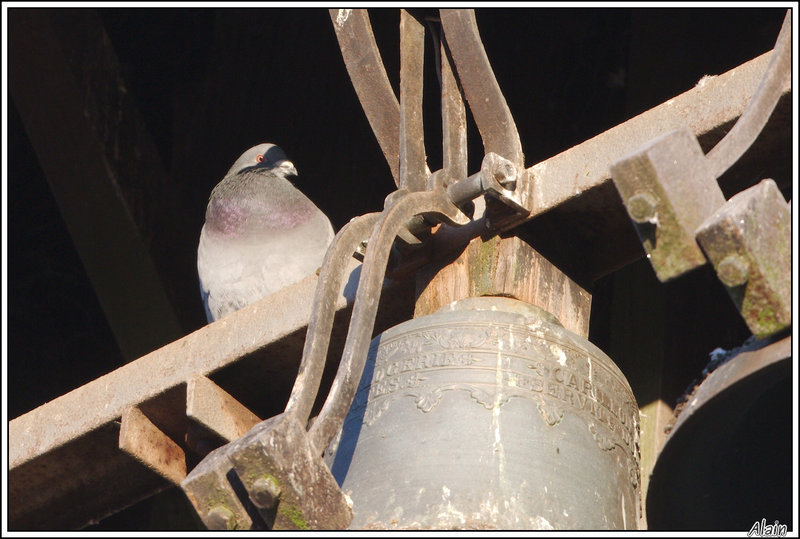 une nouvelle espèce: le Pigeon bedeau... préposé aux cloches