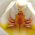 Coeur de phalaenopsis aux lignes pures