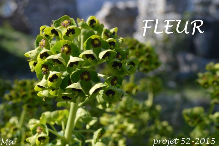 52-2015_S15_Fleur