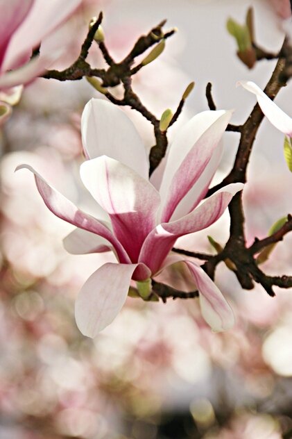 magnolia rose