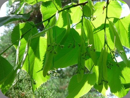 j_ai_descendu_ds_mon_jardin_6_phf