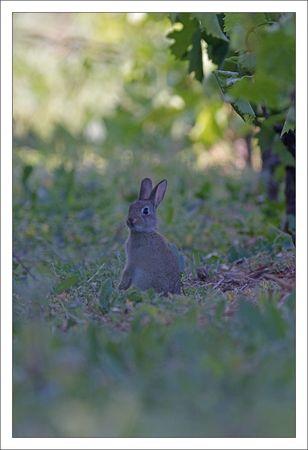 plaine_lulu_lapinou_2_vigne_150511