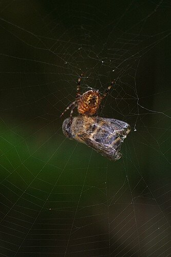 20070725N_052_B_500
