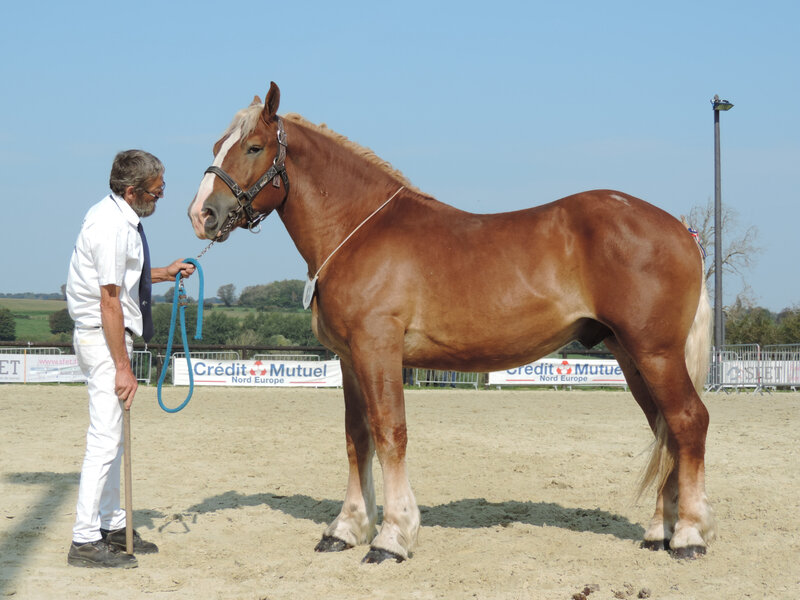 Ignace de Tourville - 19 Septembre 2020 - Concours des Etalons Boulonnais - Samer (62) - 3e (2 ans - grandes tailles (1m65 et plus)) Approuvé