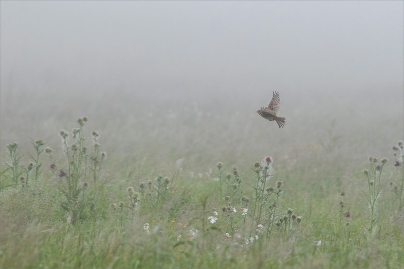 Plaine matin brouillard 90422 2 ym oiseau