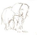 Les éléphants de madikwe