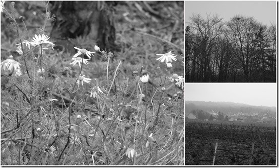 vignes en noir et blanc janvier 2022