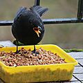 IMG_9079 - Copie