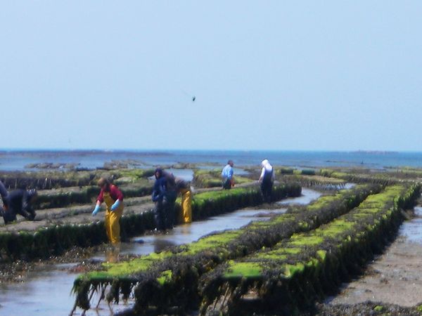 2013 06 06 - parcs à huîtres de Blainville (11) - les ostériculteurs profitent de la marée pour secouer et taper les poches à huitres