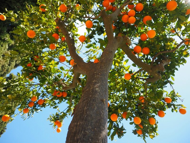 La parabole de l'arbre fruitier - Marcher avec Dieu