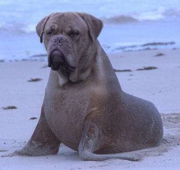 chien phoque