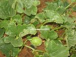 Melons, artichauts, groseilles, jardin mardi 31 mai 2011 001