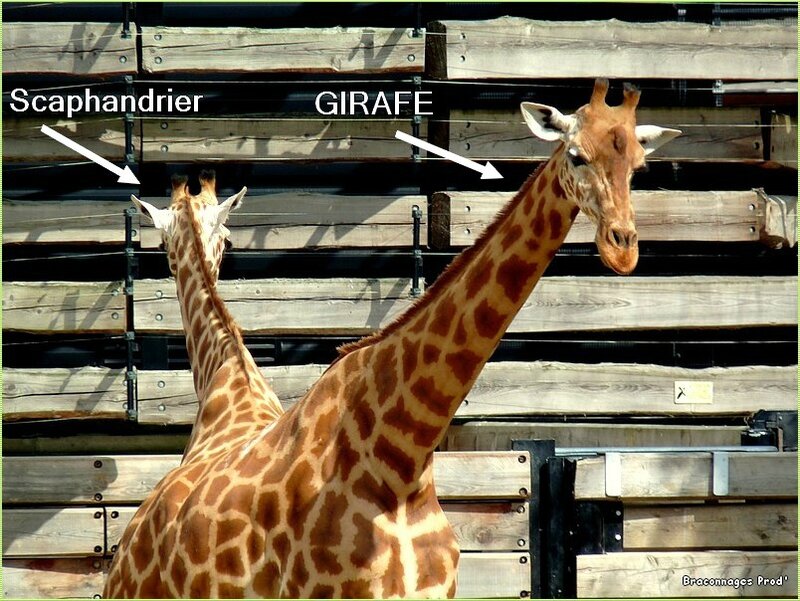 Double girafe