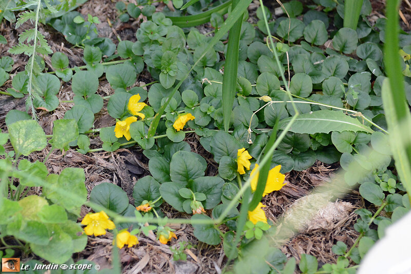 Couvre-sol-fleurs-jaunes