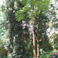 Sequoiadendron giganteum buchh • Séquoia géant • F/ Taxodiaceae
