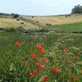 coquelicots