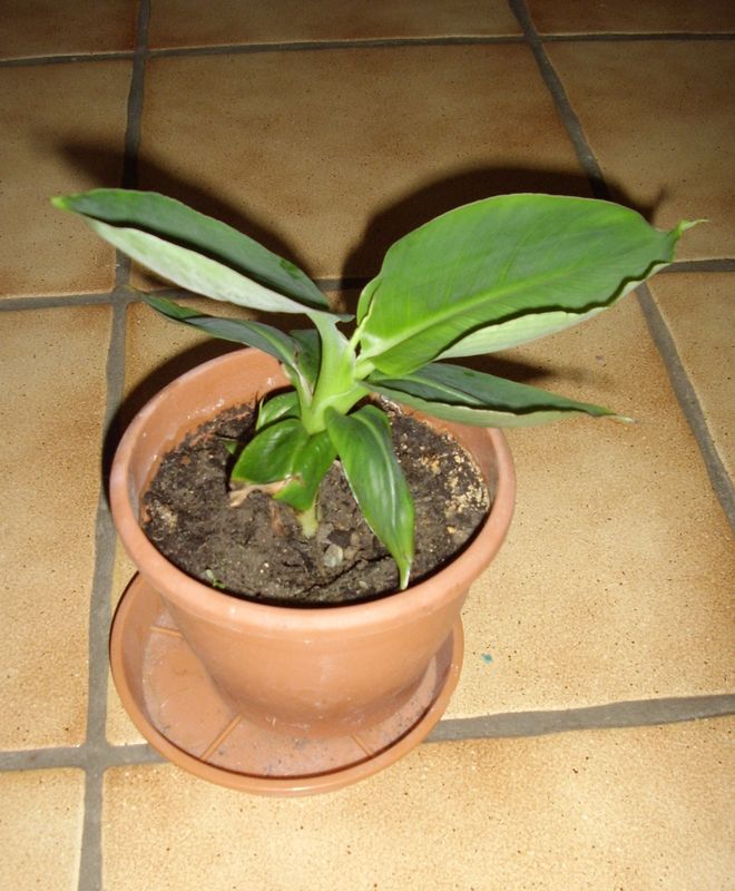 Bananier d\'intérieur - Piments et bananier Bananier d\'intérieur - Piments et bananier