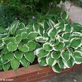 Diviser les souches d'hostas...