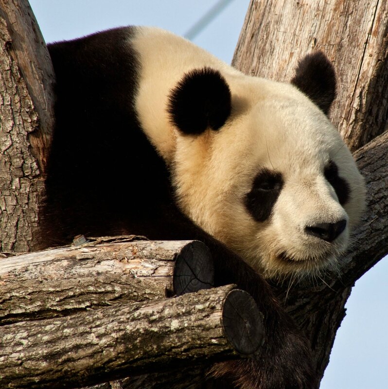 92-Panda Geant