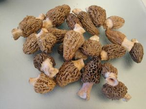 morilles
