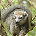 Madagascar - ankarana est - découverte d'un groupe de lémuriens endémiques