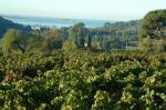 1-le vignoble vue mer