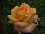 Philippe_Noiret