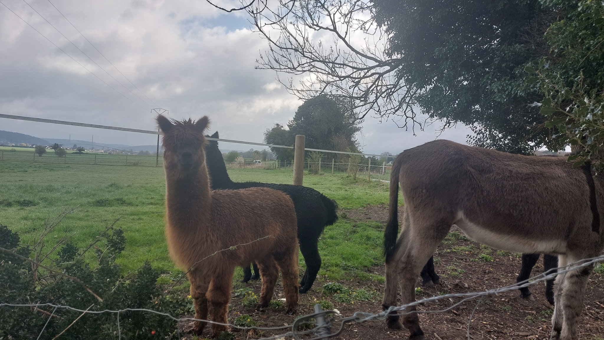 Lamas Vatteville la R