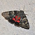 Catocala promissa, la promise