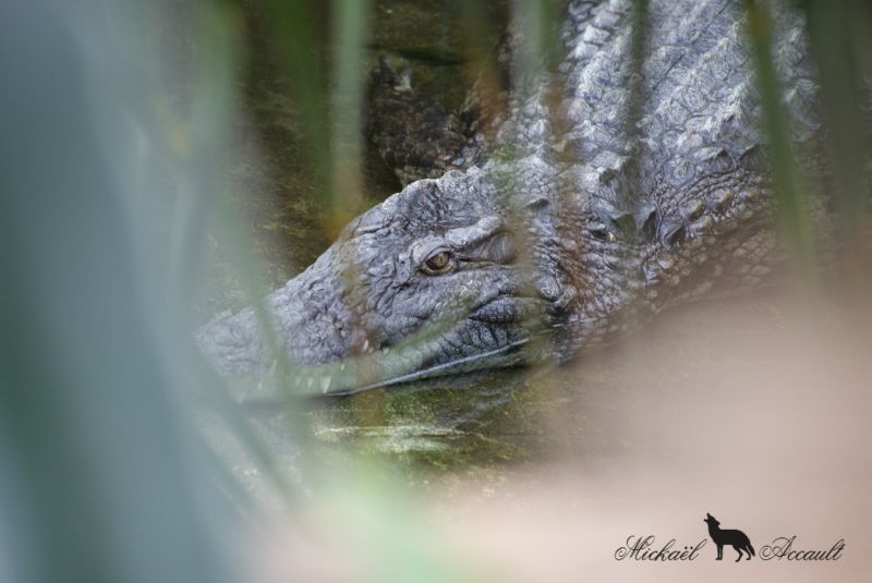 Le crocodile du Nil