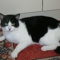 4 - Les chats