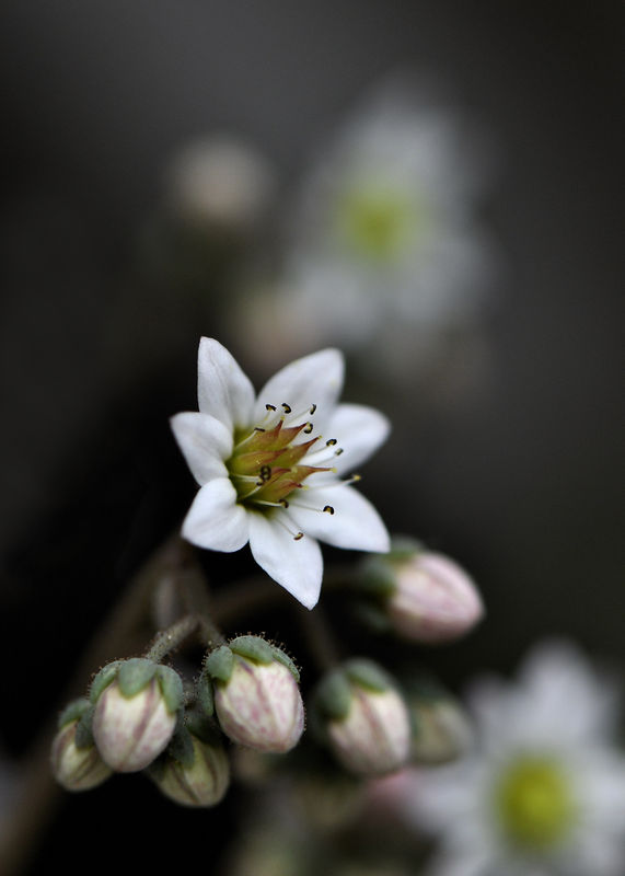 _DSC0200_Sedum_dasyphyllum