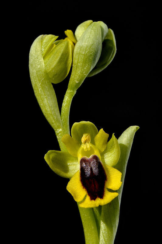 _DSC0413_Ophrys_lutea_2