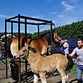 _IGP4620 (2)