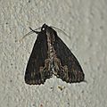 Dypterygia scabriuscula (Noctuelle hérissée)