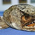 Fishzilla un poisson vorace qui sème la terreur en australie